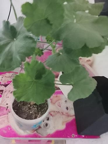 цветущую герань: Комнатный цветок 🌺🌺🌺🌺🌺. быстро растущий цветок . 1 в наличии — 3