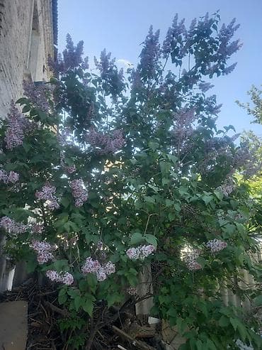 пластиковые стулья б у: Город Ош, Цветы сирень, по очень дешёвым ценам, ароматные и — 1