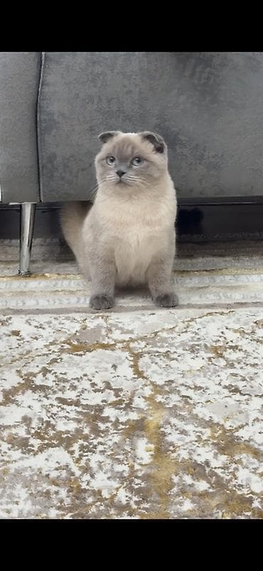 Мышыктар сатылат: Шотландский вислоухий кот (Scottish Fold), окрас поинт с серо-голубыми — 1