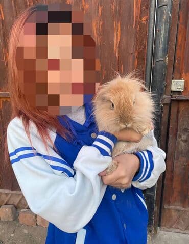 той терьер в добрые руки: 🐰 Продается очаровательный кролик-самец! 2,5 годика, здоровый, милый и — 1