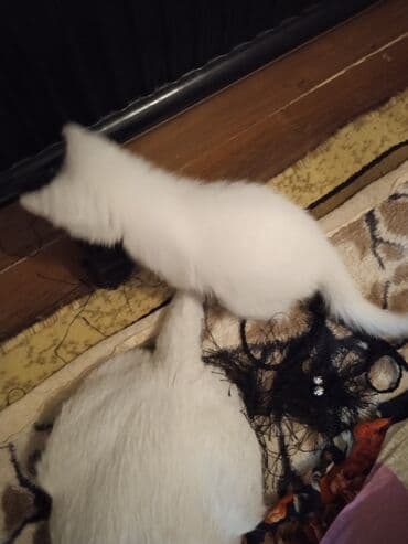 Очень ухоженная но породу Ангорки - Окрас: белый, длинная мягкая