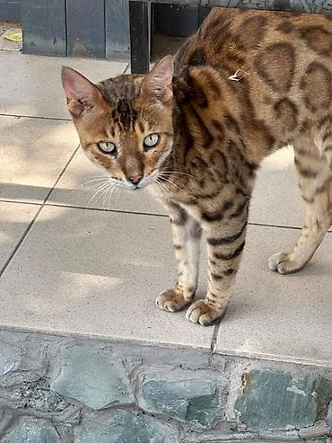 Мышыктар: Бенгальская кошка Описание: - Яркий леопардовый окрас с крупными — 1