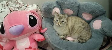 альфа стафф бишкек: Подушка для кошки, Бишкек, новопавловка — 2