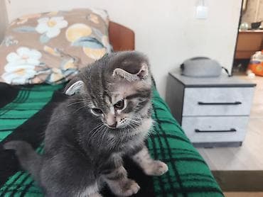 кошка продаётся: Скотиш Фолд (Шотландская вислоухая), 2 месяца, Мальчик, Серый — 10