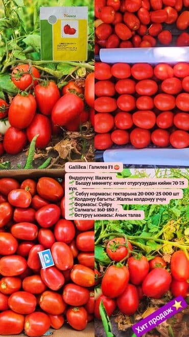 Семена овощей: Помидоры, Самовывоз, Бесплатная доставка, Платная доставка