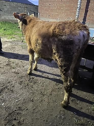 корм для домашних животных: Продаю | Бык (самец) | Ангус | На откорм, Для разведения — 4