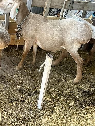 сова живая: Продаю | Овца (самка) | Для разведения | Ярка — 5