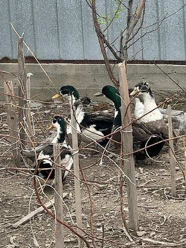 рыба купить: 6 уток — 3