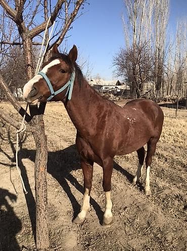 Продаю | Конь (самец) | Дончак | Рабочий