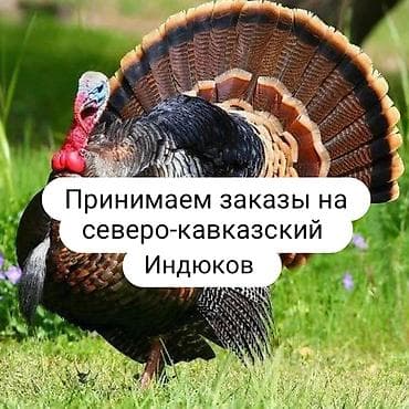 продаю курицы: Продаю | Цыплята | Бройлерная — 3