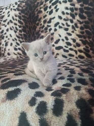 заказать котят: Продаются котята шотландской породы из питомника!!! Дата рождения — 7