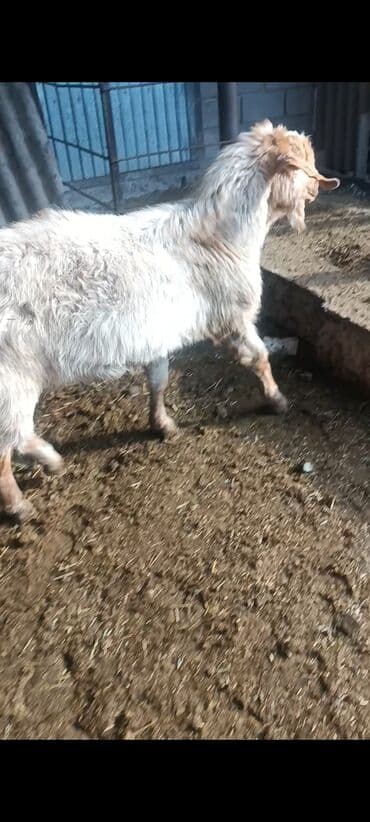 мышык бишкек: Сатам | Теке (эркек) | Битал | Жасалма жол менен боозутуу — 5