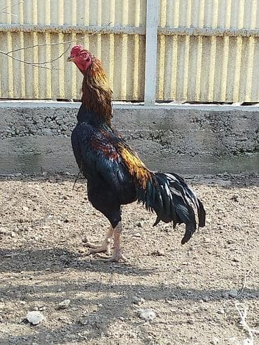 Продаю | Петух | Бойцовая | Для разведения