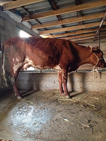 барда для коров: Продаю | Корова (самка) | Полукровка | Для молока — 3