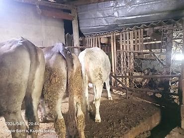 продам корову: Продаю | Тёлка | На откорм | Привязанные — 6