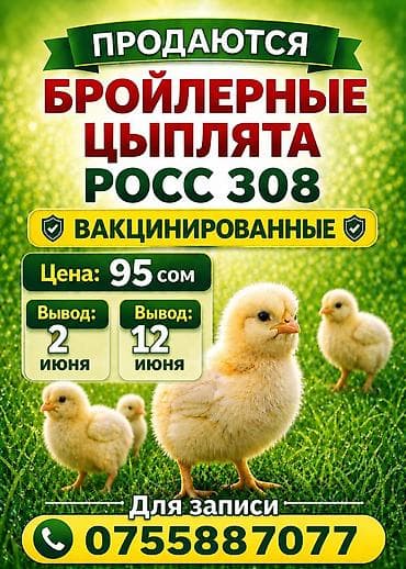 зоомагазин бишкек птицы: Продаю цыплят бройлер Вывод 02.06.26 12.06.26 От — 1