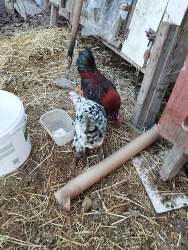 купить бумагу а4 оптом бишкек: Продаю кур породы карликовые цены от 600 до 800 сом есть кохинхины — 2