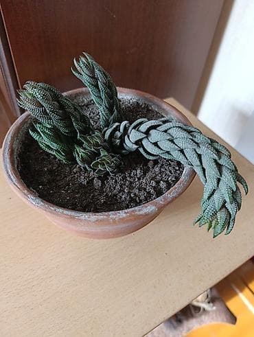 Комнатные растения: Комнатные растения - хлорофитумы кудрявые, плющи вариегатные, кливия — 9