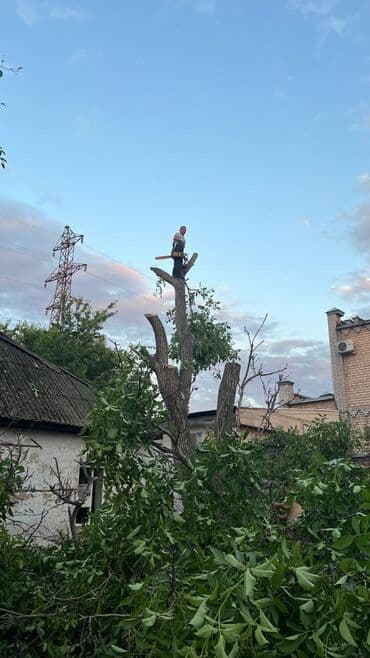 дрель настольный: Тынар. Пильшик№1 Спилю деревья любой сложности Гарантия 100% Без — 6