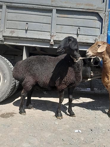 собаки сокулук: Сатам | Ургаачы кой (ургаачы) | Гиссар | Көбөйтүү үчүн | Ургаачы — 6