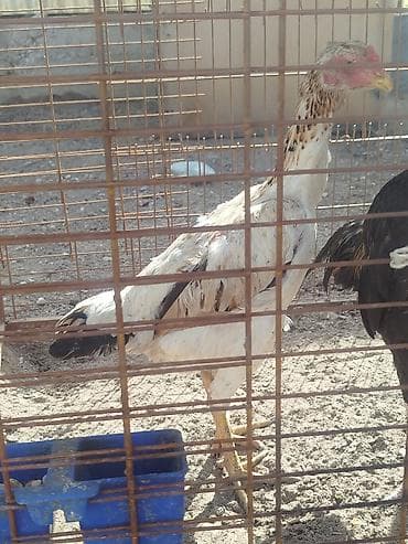 приют собак в бишкеке: Продаю | Петух — 1