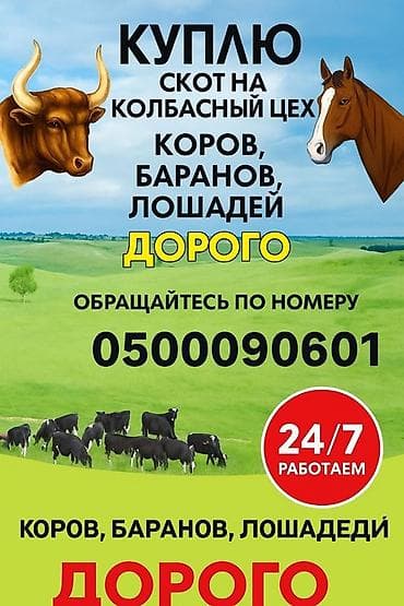 Колбасный цех : Коровы, быки, | Круглосуточно