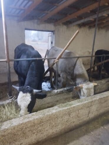 продам домик для кошки: Продаю | Бык (самец) | На откорм | Привязанные — 1