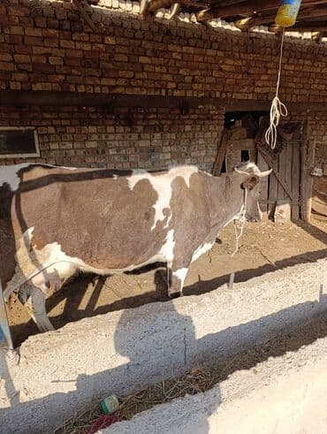 корова дойный: Продаю | Корова (самка) | Полукровка | Для молока — 1