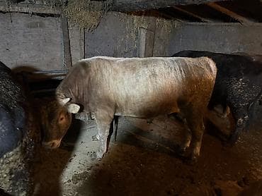 Продаю | Бык (самец)