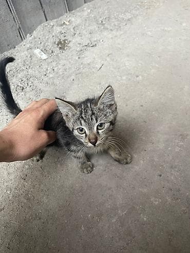Котёнок тигрового окраса - Полосатый котёнок с серо-коричневым