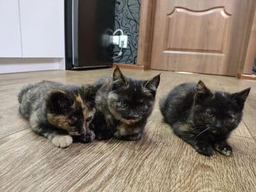 купить собаку доберман в бишкеке: Черепаховые котята две девочки и один мальчик. - Окрас: редкий — 1