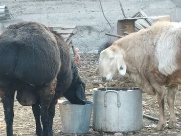 возьму собаку в добрые руки: Продаю | Овца (самка) | Арашан | Для разведения | Племенные — 11