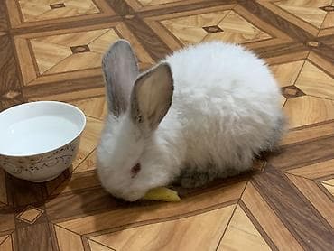 Кемирүүчүлөр: Кролики декоративные Белый кролик быстро приспосабливается к новым — 2