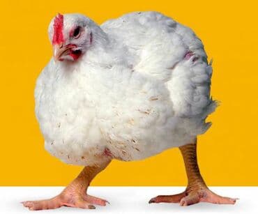 вязка кошек ош: Бройлер — 1