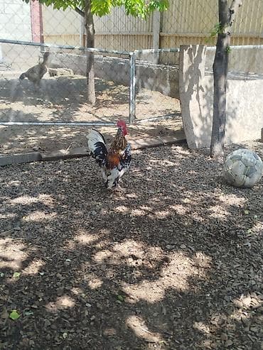 тайган собака цена бишкек: Карлик короздор сатылат активный алмашу жолдору бар адрес Бишкек Заря — 5