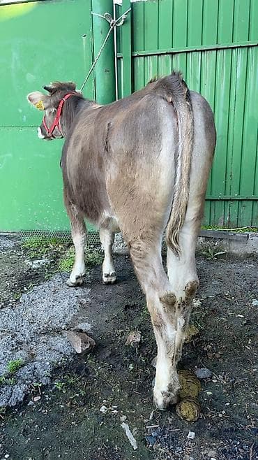 бычок порода: Продаю | Тёлка | Швицкая | Для разведения | Нетель — 2