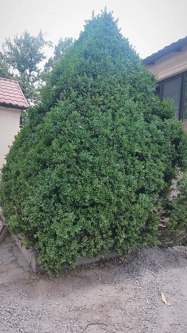 саженцы роз: Көчөттөр дарактардын: Өзү алып кетүү — 1