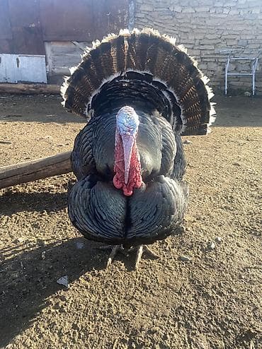 индюшата бишкек: Сатам | Эркек күрп | Көбөйтүү үчүн | Асыл тукумдуу — 5