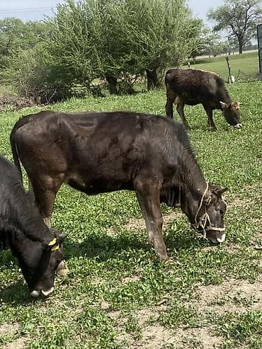 меренос бараны: Продаю | Корова (самка) | Полукровка | Для разведения | Стельные — 7