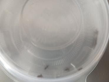 формикарий: Муравьи с крыльями (летуны) для муравьиного формикария - Вид — 3