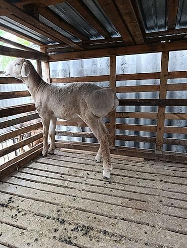 кролики белый великан: Продаю | Ягненок | Арашан | Для разведения — 4