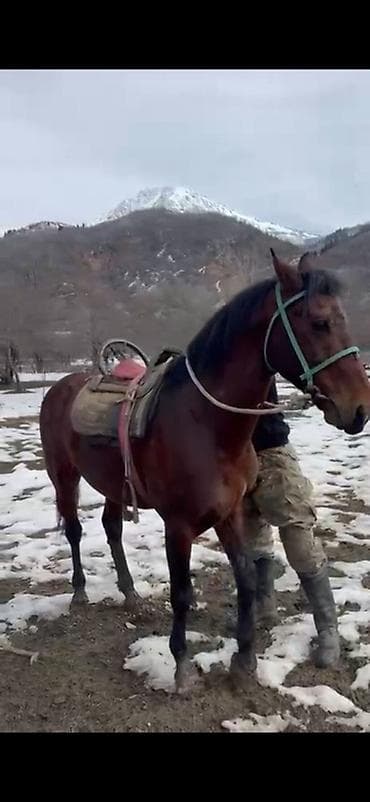 Индюки: Продаю | Конь (самец) | Рабочий — 1