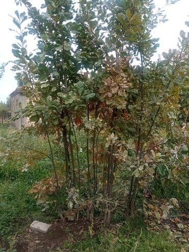 Саженцы деревьев: Дубы