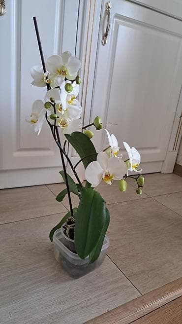 Продаётся Архидея