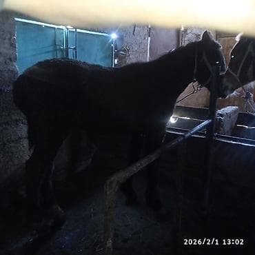 сколько стоит жеребенок в кыргызстане: Продаю | Жеребенок | Для разведения — 9