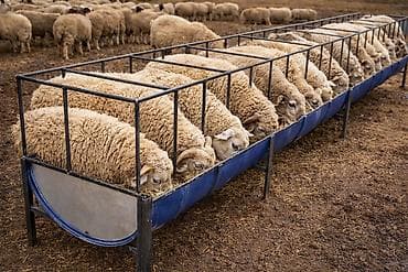 акыр сатам: Аштоо акыр 20 баш батат. Экономия корма сена (не разбрасывают) ✅ — 3