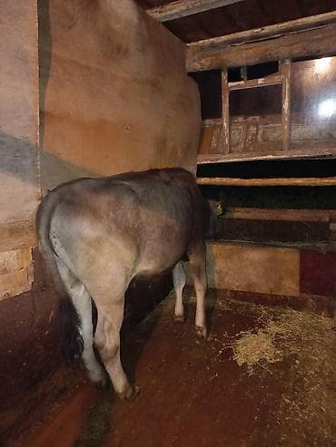 купить айширскую корову: Продаю | Тёлка | На откорм — 2