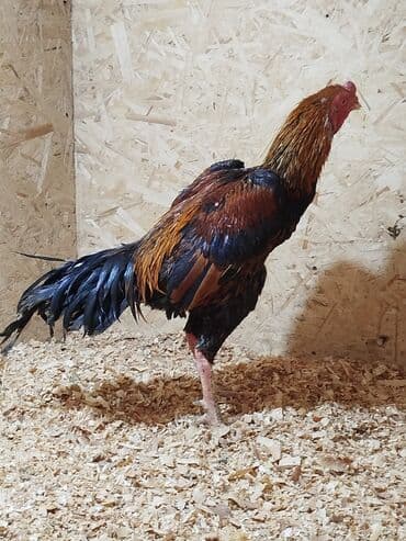 витамины для животных: Дакан короздор сатылат алмашу жолдору бар адрес Заря Тынчтык конушу — 5