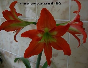 цветы растение: Комнатные растения - хлорофитумы кудрявые бело-розовый — 6