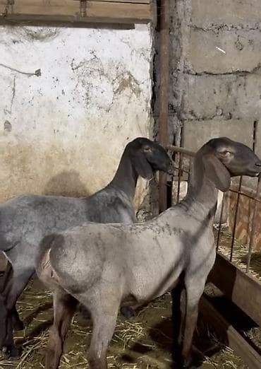 кролики декоративные купить: Продаю | Овца (самка) | Арашан | Для разведения | Ярка — 2